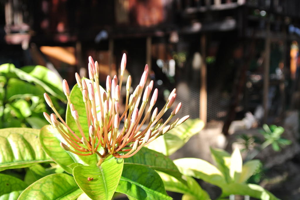 Koox City Garden Hotel Playa del Carmen Buitenkant foto